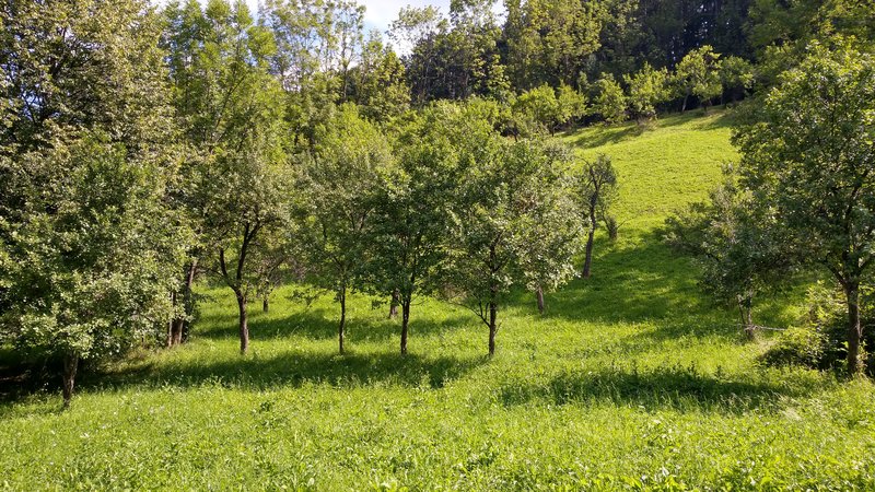 Posada- Sinaia 4 km, intravilan, 4.350 mp, deschidere- intrare din DN1, 11m